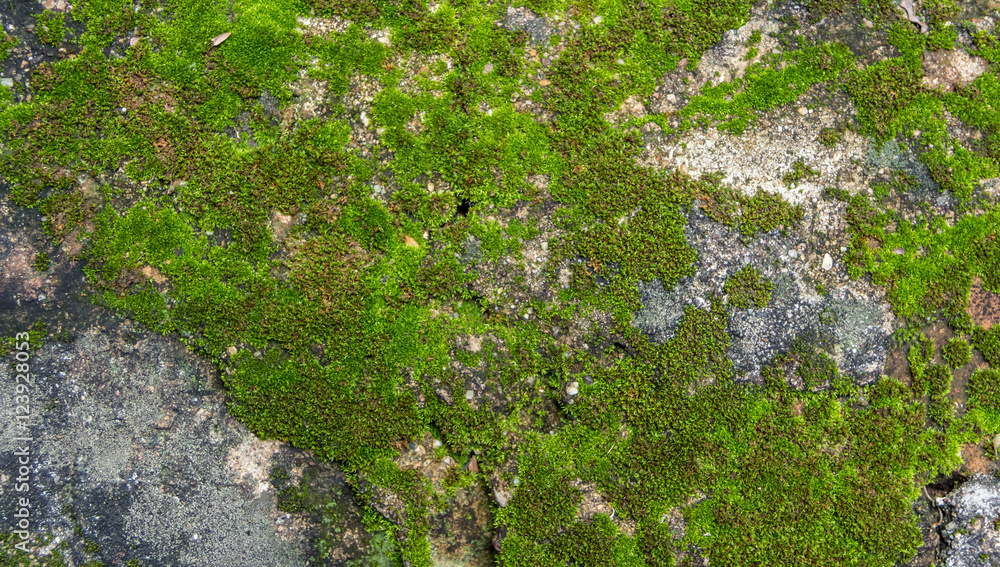 Beautiful moss and lichen covered stone. Bright green moss Backg Beautiful moss and lichen covered stone. Bright green moss Backg