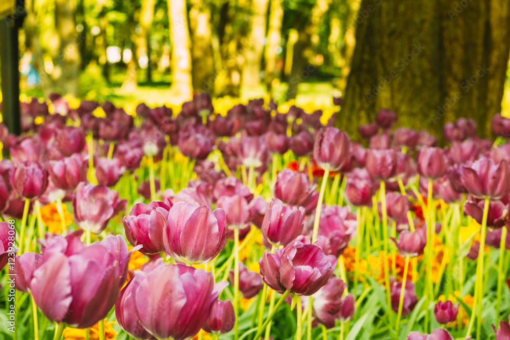 Fototapeta premium Purple tulips in city park