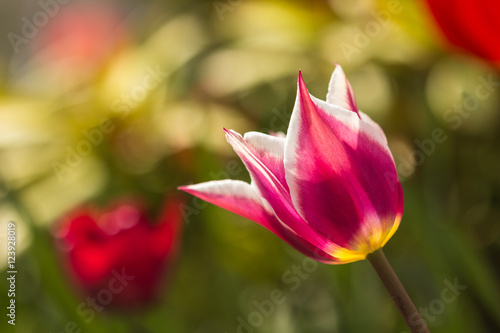 Flower blossomed beautiful tulip bud