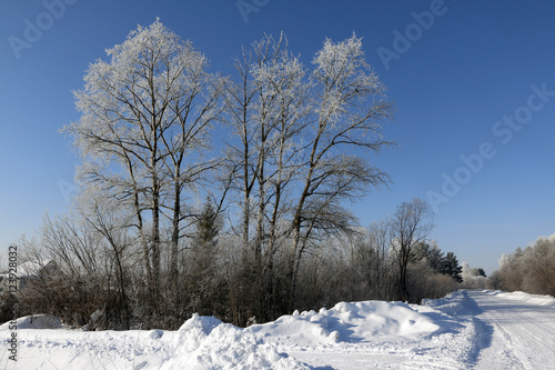 Wallpaper Mural Tree and snow in a winter day Torontodigital.ca