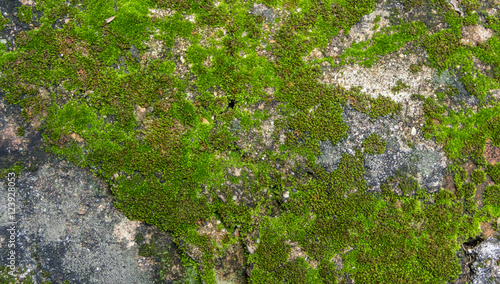 Beautiful moss and lichen covered stone. Bright green moss Backg