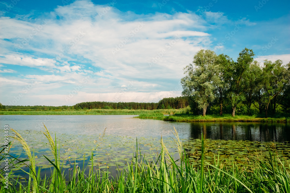 River summer landscape with trees and reeds