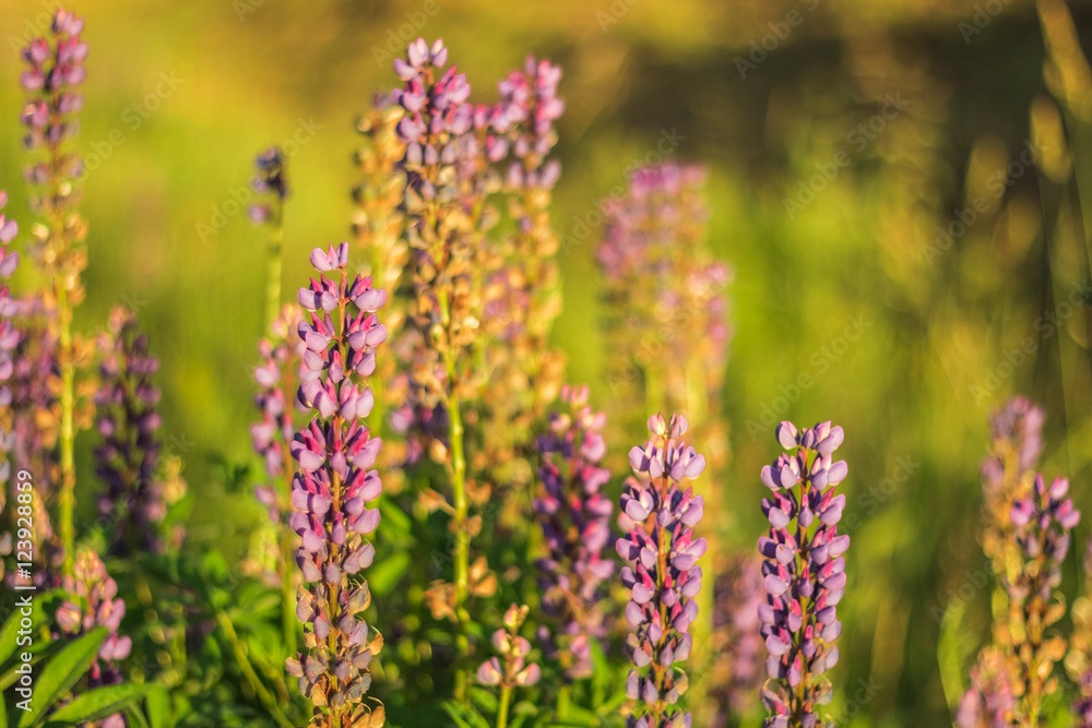 The stems and buds blooming lupine plants in a field among green The stems and buds blooming lupine plants in a field among green