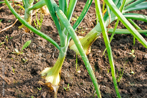 onion growing in vegetable garden