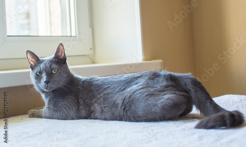The Russian blue cat. looking at the camera