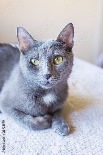 portrait Russian blue cat. is on the table