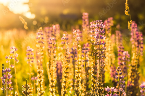 Flower of violet wild lupine in backlit sunlight