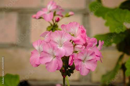 Fototapeta Naklejka Na Ścianę i Meble -  beautiful geranium flower