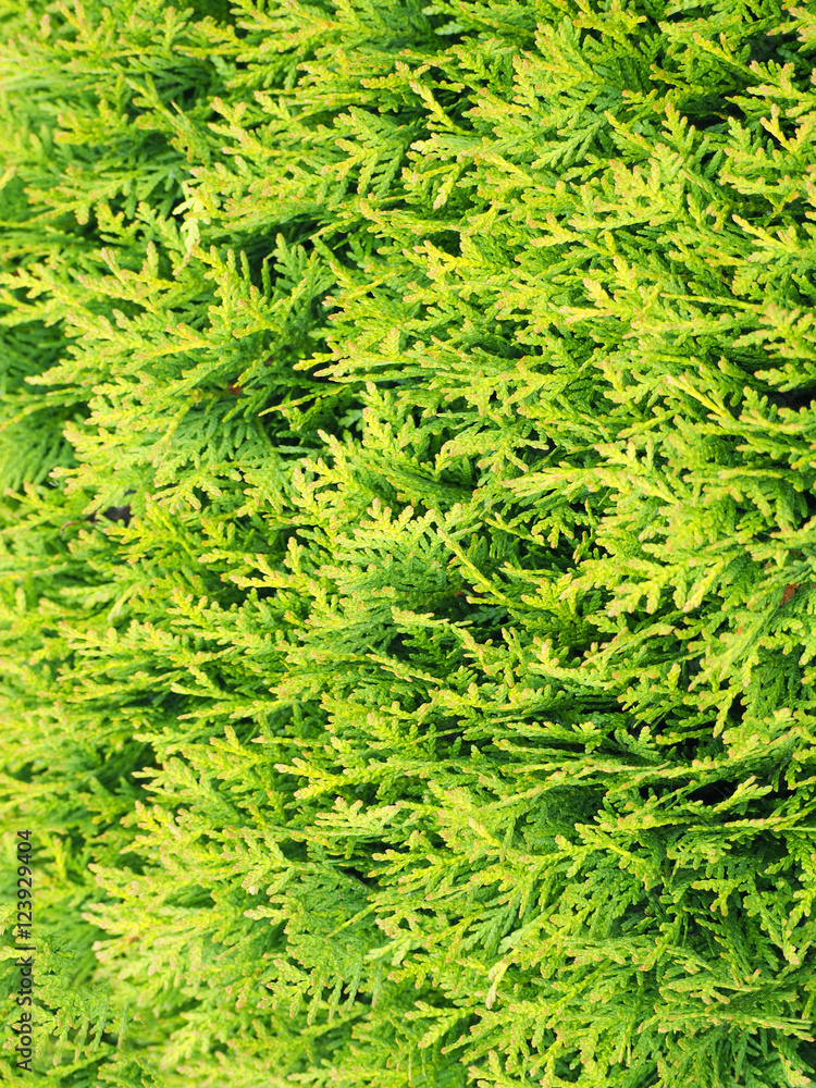 branches arborvitae (thuja) top view background branches arborvitae (thuja) top view background