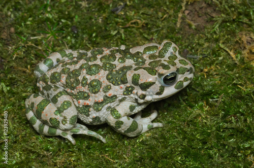 European green toad (Bufotes viridis) wandering on moss in an Italian garden
