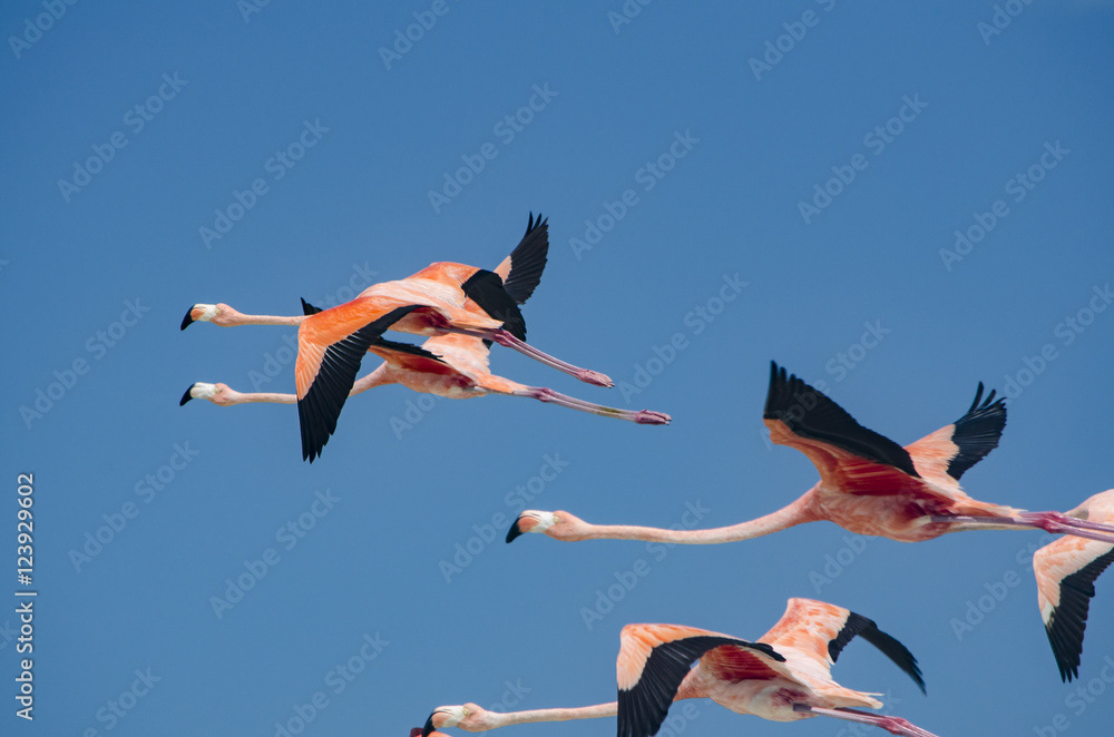Flamingos flying over the beach in Holbox Flamingos flying over the beach in Holbox