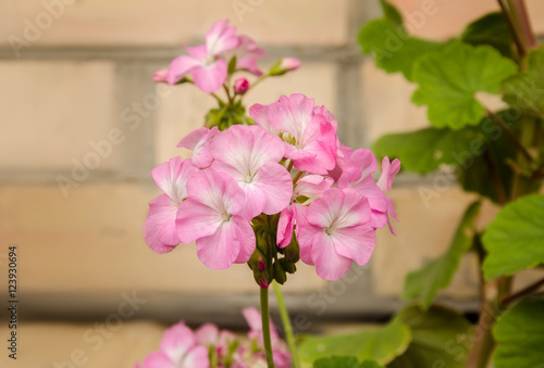 Fototapeta Naklejka Na Ścianę i Meble -  beautiful geranium flower