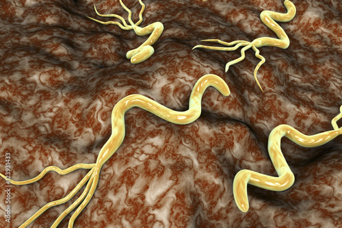 3D illustration of Helicobacter pylori, bacterium which causes gastric and duodenal ulcer