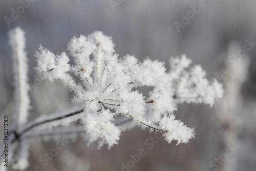 Winter. Beautiful plant with hoarfrost. Seasons © tsvetock