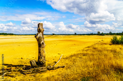 Dead Tree sumps in the mini desert of Beekhuizerzand on the Veluwe in the Netherlands in the province of Gelderland. It is the largest sand drift area in Europe photo