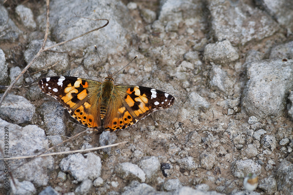 orange butterfly painted lady on the ground among the rocks closeup orange butterfly painted lady on the ground among the rocks closeup
