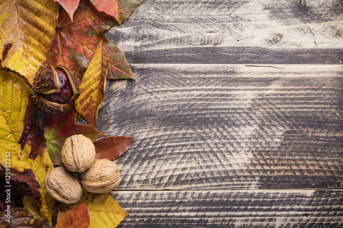 fall autumn thanksgiving concept background backdrop walnut pumpkin decoration