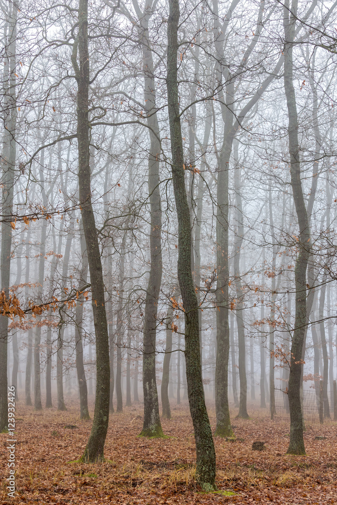 Mystic foggy day in the oak forest Mystic foggy day in the oak forest