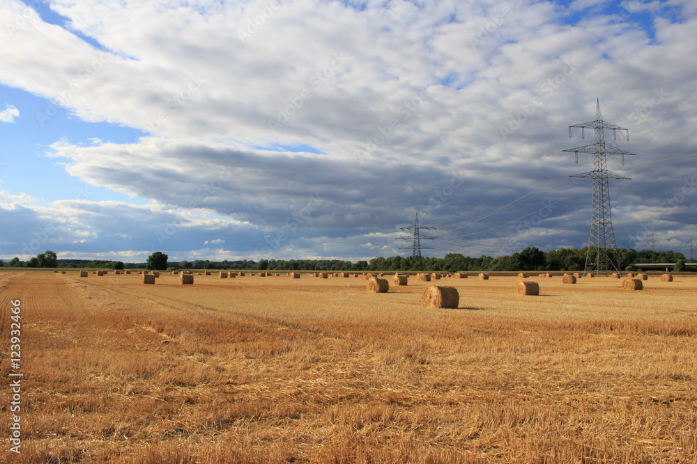 Fototapeta premium Feld