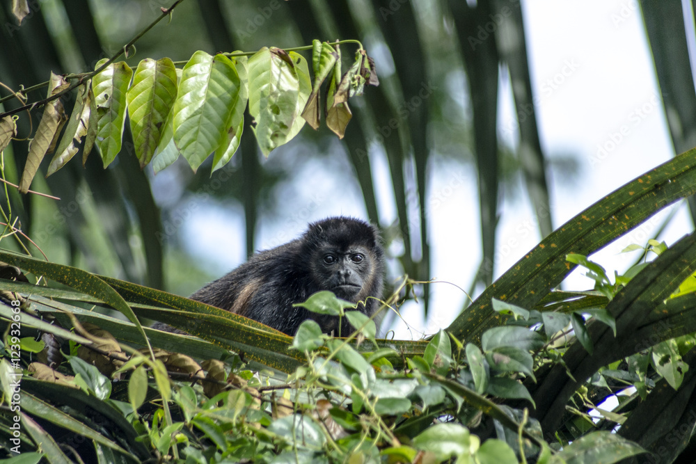 Fototapeta premium Mono aullador hembra mirando a cámara en los canales de Tortuguero Costa Rica