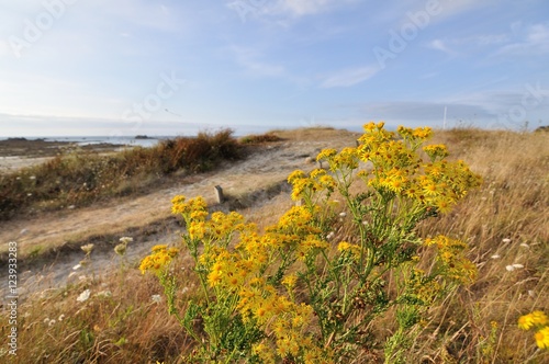 Fleurs sauvages Astéraceae du bord de mer sur le littoral breton Stock