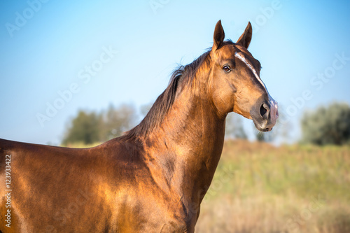 Dark golden horse portrait on nature background 