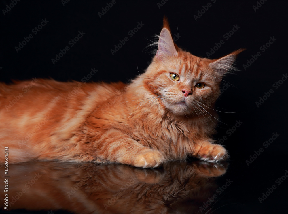 Female red solid maine coon cat with beautiful brushes on the ea