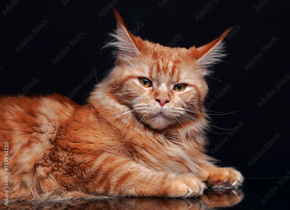 Female red solid maine coon cat with beautiful brushes on the ea