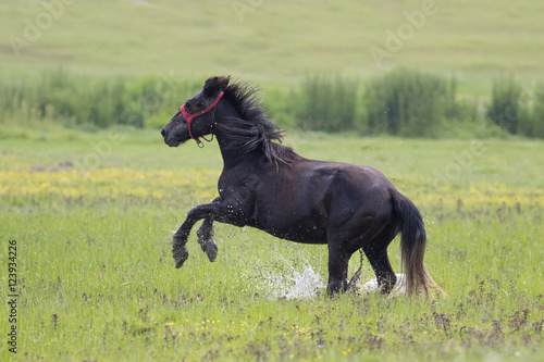 Black horse gallop in the floral wet meadow
