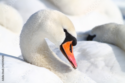 Obraz na plátně Mute swan resting in the flock