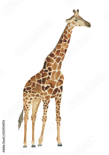 Watercolor giraffe illustration. Nice animalistic drawing isolated on white.