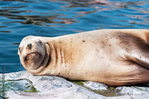 tired sea lion lying in the sun