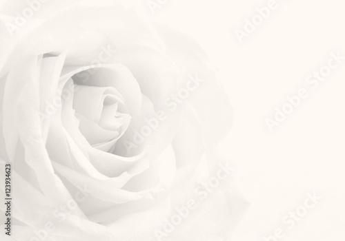 Beautiful toned white rose close-up as wedding background. Soft