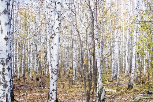 Fototapeta Naklejka Na Ścianę i Meble -  winter forest