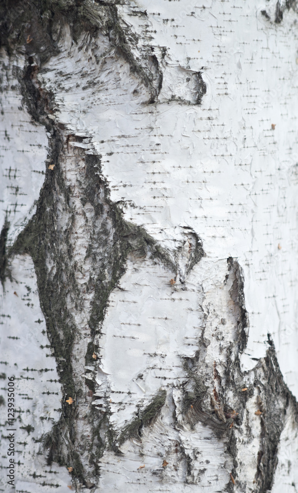 Fototapeta premium birch bark