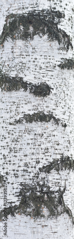 Obraz premium birch bark