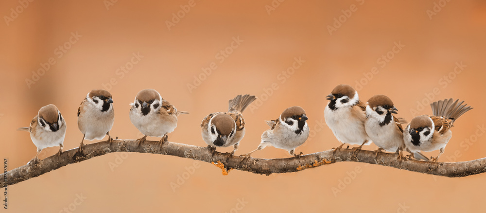 Obraz premium dużo małych zabawnych ptaków siedzących na gałęzi w słoneczną pogodę