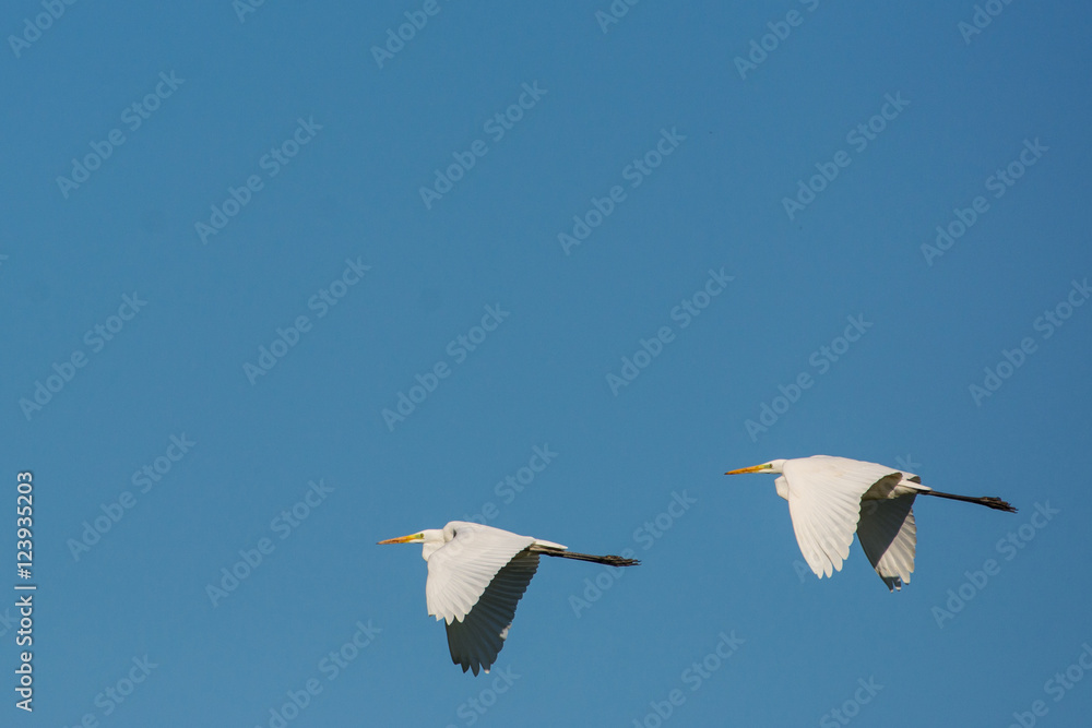Seidenreiher im Flug Seidenreiher im Flug