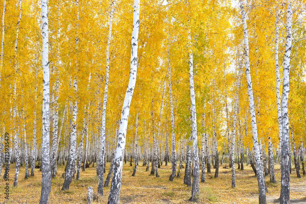 Fototapeta premium autumn birch forest
