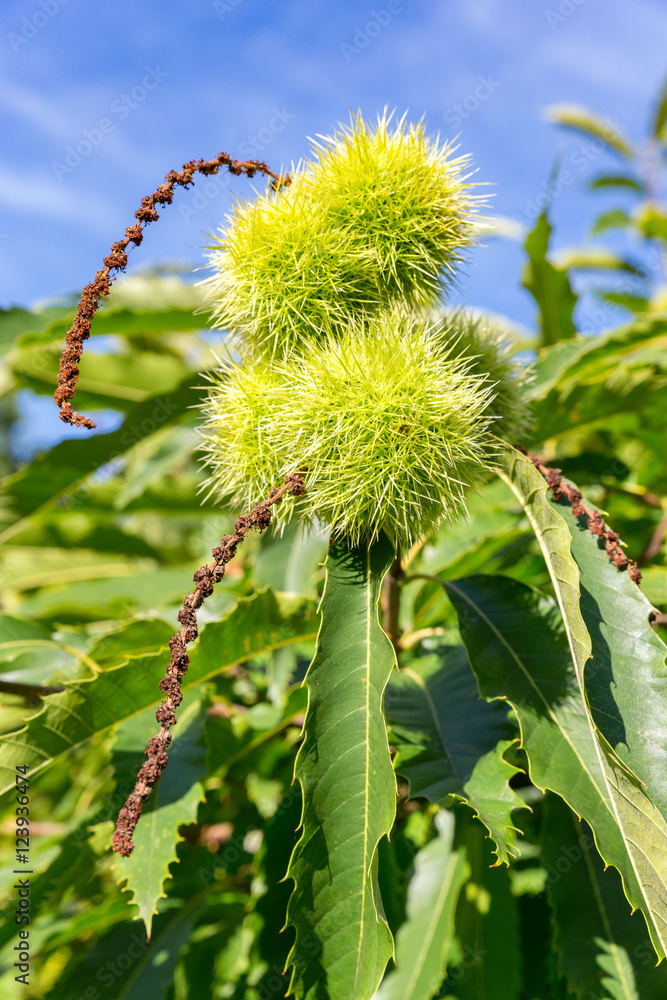 Green husks and leaves of sweet chestnut tree Green husks and leaves of sweet chestnut tree