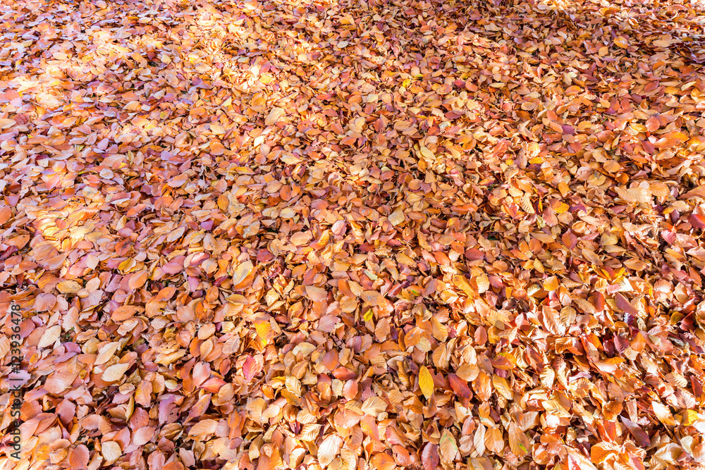 Ground covered with beech tree leaves in autumn Ground covered with beech tree leaves in autumn