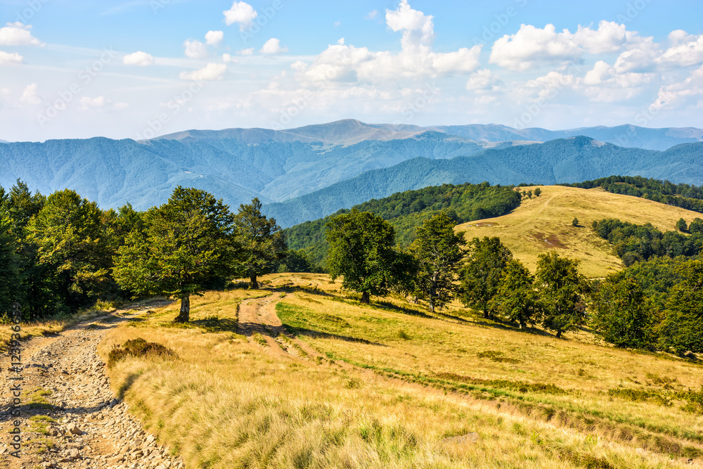 Obraz premium road through a meadow on hillside