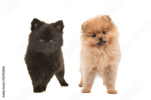 Pomeranian puppy dogs black and brown standing on a white background