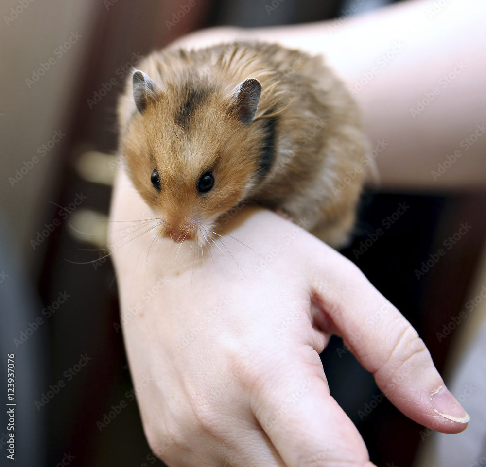 Brown Syrian hamster with filled cheeks in hands isolated Brown Syrian hamster with filled cheeks in hands isolated