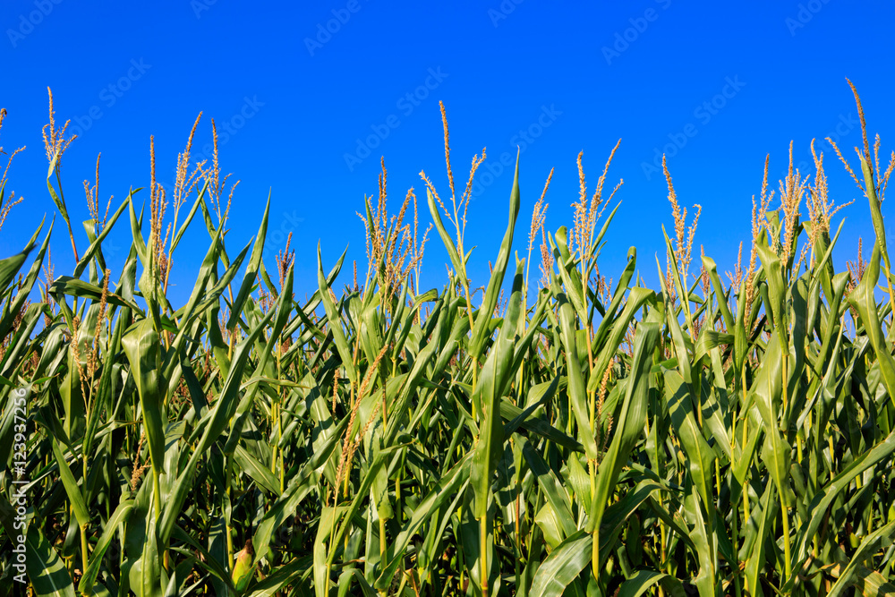 Fototapeta premium Green corn field over blue sky.
