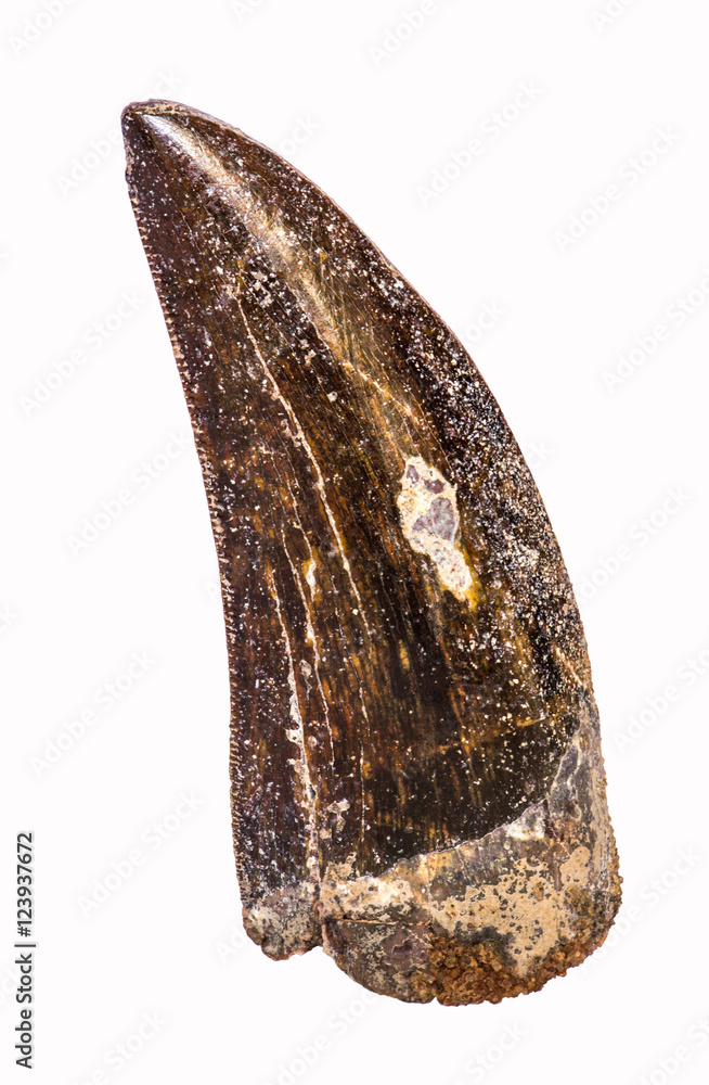 Dente fossile di dinosauro teropode Stock Photo | Adobe Stock
