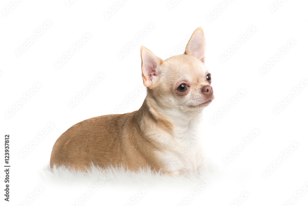 Cute adult chihuahua dog lying down on a white rug on a white background