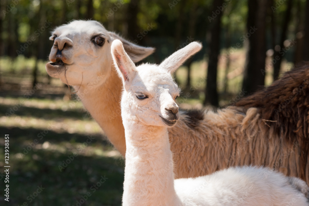 Obraz premium Mother and Baby Llama