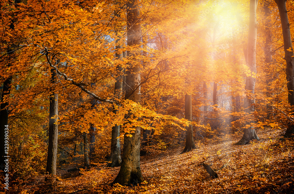 Rays of the sun autumn trees