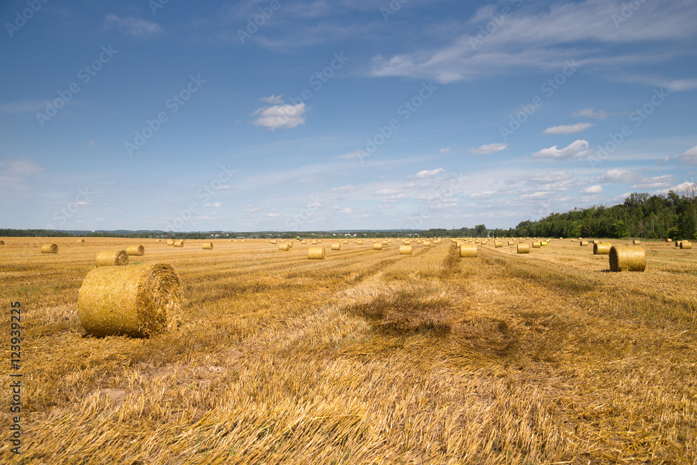 Color photo of rolls of hay in the field
